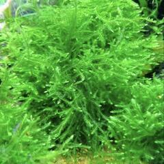 水草ウィローモスの画像