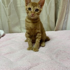 ゴロゴロ♪茶トラのチャオくん