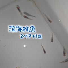 (NEW)深海めだか 稚魚  2ペア＋1匹
