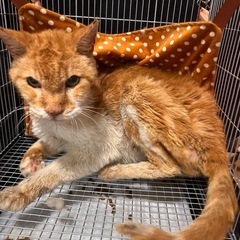 野良猫 抱っこもなでなでも嫌がらないとても良い子です