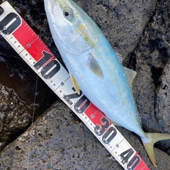 釣り友