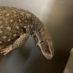 サバンナモニター　アダルト　完品