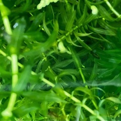 メダカ　アナカリス水草の画像