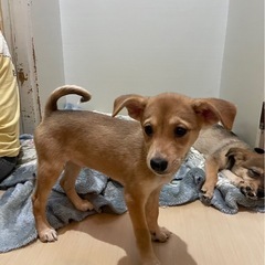生後３ヶ月賢い子犬ちゃん