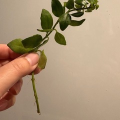 発根◎ エスキナンサス レッドスター　観葉植物の画像