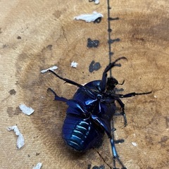トルコホウセキカナブン 亜種シアノクロラ イラン産 ペアの画像