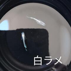 人気の！白ラメ⑪めだか✨有精卵🤍