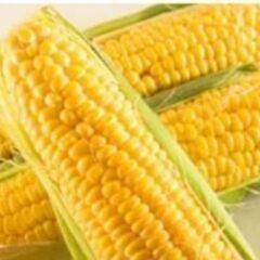 とうもろこし、譲っていただきたいです。新鮮なトウモロコシ。…