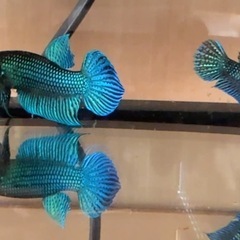 ベタ　マハチャイエンシス　オスの画像