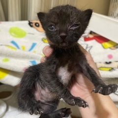 黒猫🐈‍⬛と茶トラ🐈