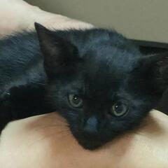 里親募集中 きょうだい🐱