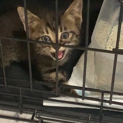 お家が決まりました。しま🐈‍⬛モコモコ小さな女の子です。７月１２...