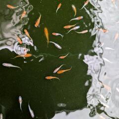 メダカ　種親の画像