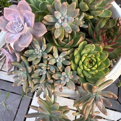 多肉⭐︎エケベリア　寄せ植え　28cm鉢
