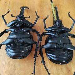 決まりましたカブトムシフィギュア1体500円の画像