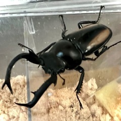 ボイレアウシカクワガタ