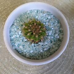 サボテン