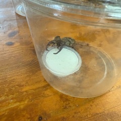 カブトムシ クワガタの画像