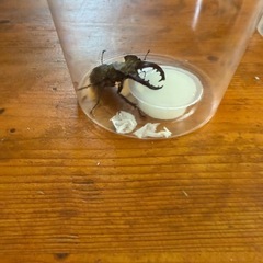 カブトムシ クワガタの画像