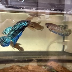 ベタ　マハチャイエンシス　2匹♂♀セットの画像