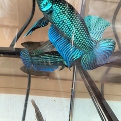 ベタ　マハチャイエンシス　2匹♂♀セットの画像