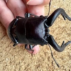 三重県産特大ノコギリクワガタ66.5㎜ペアの画像