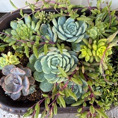 多肉⭐︎エケベリア　寄せ植え　32✖️25
cm鉢 