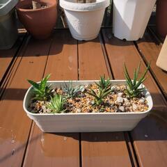 寄せ植え観葉植物