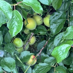 南高梅の身取り放題