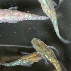 メダカ　オーロラブラックラメ　7匹＋αの画像