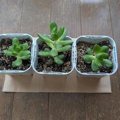 エケベリア　多肉植物