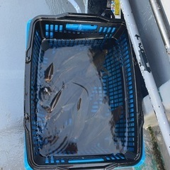 7月13日7月31日 船釣り行きませんかぁ