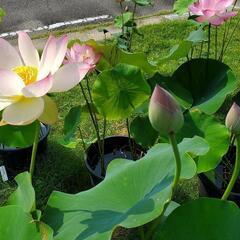 残２鉢　花はす　花蓮　蓮根　ビオトープ　メダカの画像