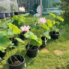 残２鉢　花はす　花蓮　蓮根　ビオトープ　メダカ