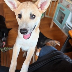子犬のマロン