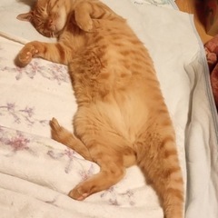 【緊急で里親を探しています！！】　猫　男の子　トラ