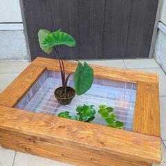 【お値下げ】メダカビオトープボックス♫選べるメダカと浮草付き