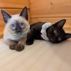 in春日井市☆子猫がいっぱい☆保護猫達を暖かいオウチに迎えよう☆...