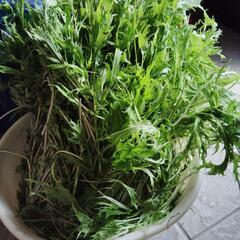 7/1早めに限定　無農薬　今朝収穫　水菜　