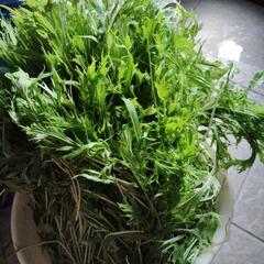 7/1早めに限定　無農薬　今朝収穫　水菜　の画像