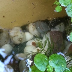 MIXメダカの針子🪡🐟20匹　