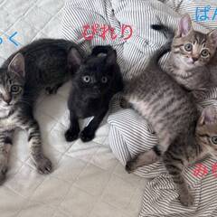in岡崎市☆子猫がいっぱい☆保護猫達を暖かいオウチに迎えよう☆2...