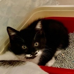 ノラ母ネコと子ネコ(ミケ・タキシード=性別未確認)