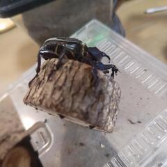 カブトムシ（つの曲がり）の画像