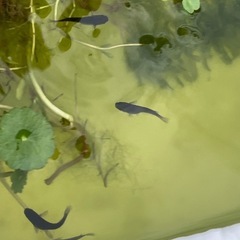 オロチメダカ成魚の画像