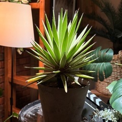 観葉植物　アガベ　大株　高さ60cm　おしゃれな鉢付き