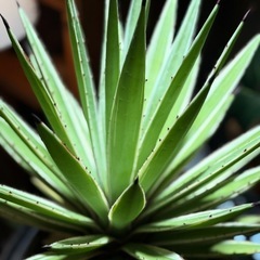 観葉植物　アガベ　大株　高さ60cm　おしゃれな鉢付きの画像