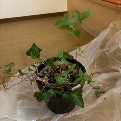 山野草　ヒメウツギ、　アイビー　鉢植えの画像