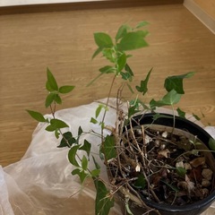 山野草　ヒメウツギ、　アイビー　鉢植えの画像