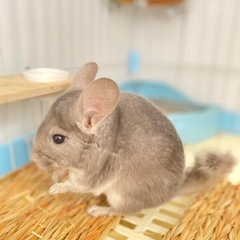チンチラ バイオレット ※きちんと全文お読み下さい。